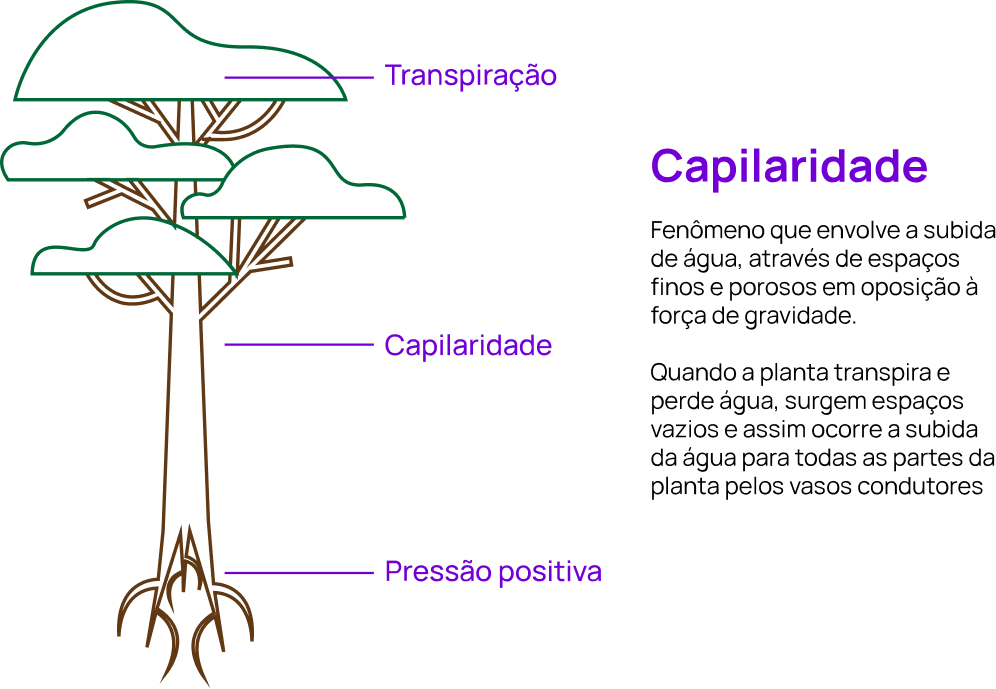 Estrela mágica imagem 7